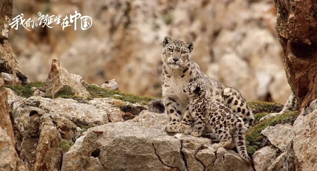 陆川导演我就是演员,陆川导演现在怎么样了