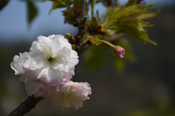 春天去婺源5天自驾游攻略,追随春的脚步