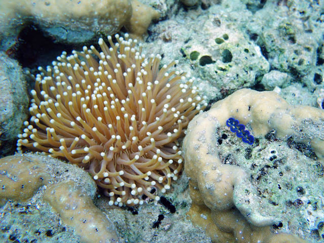 别去马代了，让我们到帕劳看看（帕劳旅游攻略）