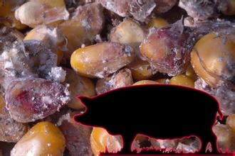 霉菌毒素高通量检测标准,如何检测霉菌毒素