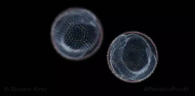 海洋最美的浮游生物图片,一滴水里的浮游世界