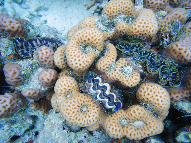 别去马代了，让我们到帕劳看看（帕劳旅游攻略）