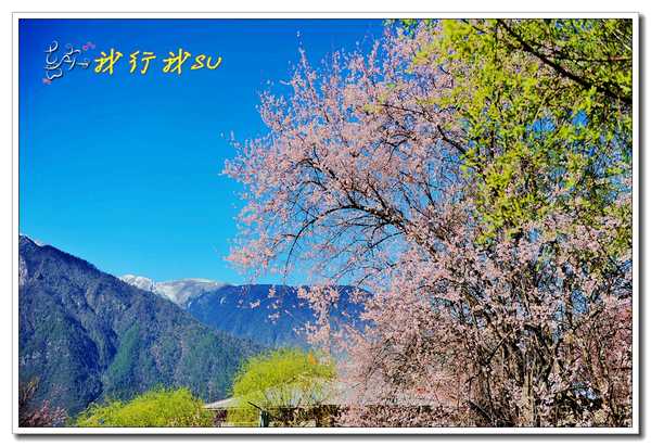 滇藏桃花源,滇藏桃花秘境