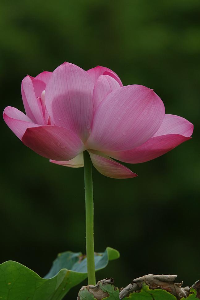 索尼rx10iii测评,索尼rx10第四代使用体验