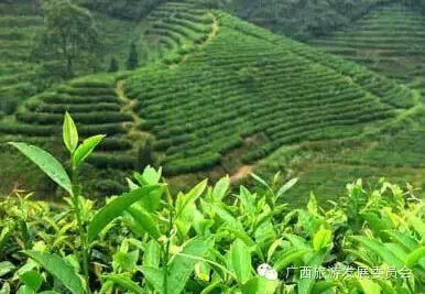 骄傲中国读完后的感悟,广西真的有这么牛吗