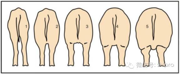 母猪产程过长的“全新营养”解决方案