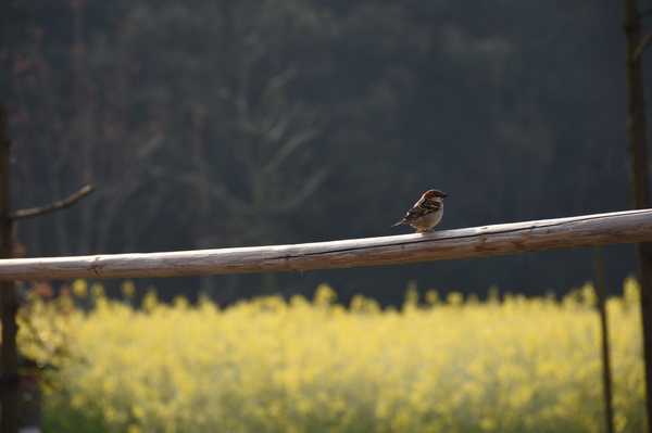 春天去婺源5天自驾游攻略,追随春的脚步