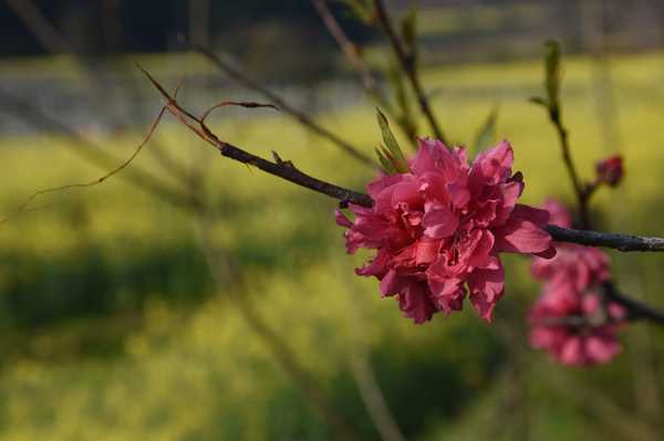 春天去婺源5天自驾游攻略,追随春的脚步
