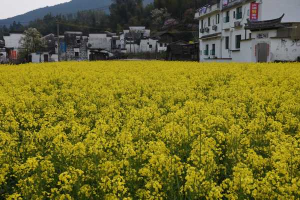 春天去婺源5天自驾游攻略,追随春的脚步