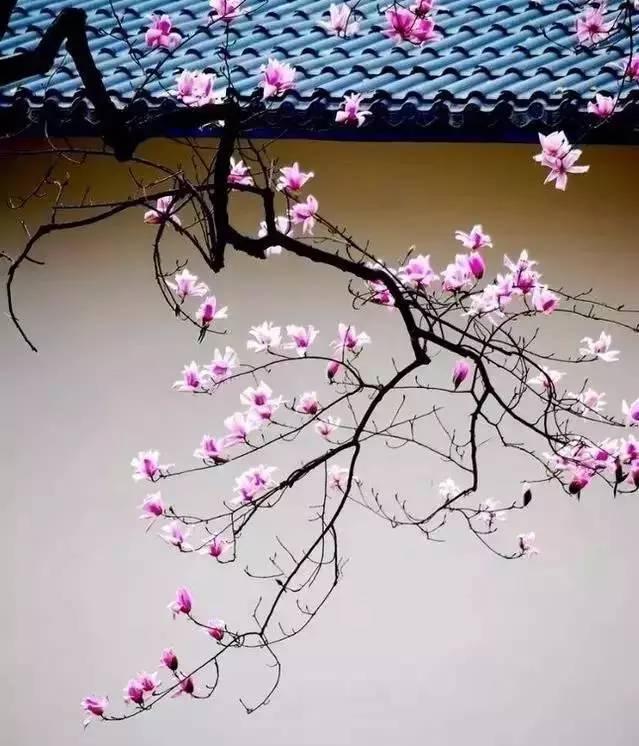 古建美景视频,古建之美高清图片