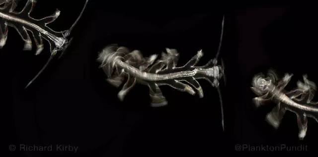 海洋最美的浮游生物图片,一滴水里的浮游世界