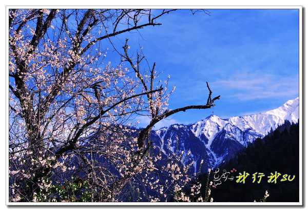 滇藏桃花源,滇藏桃花秘境