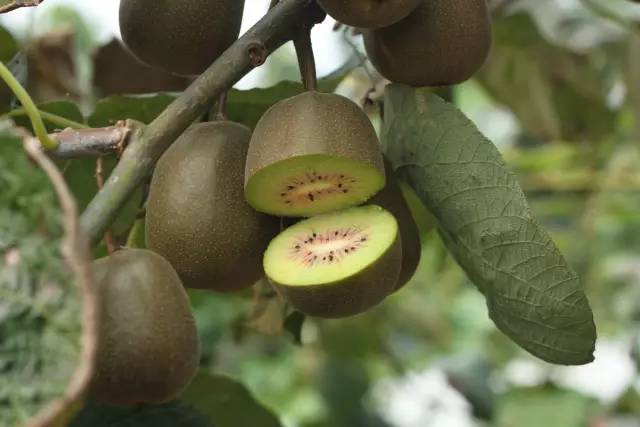 成都金堂猕猴桃,成都猕猴桃