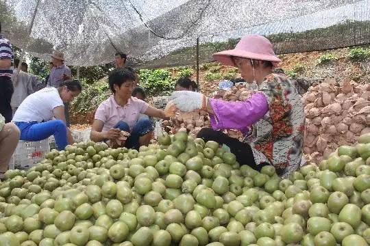 成都金堂猕猴桃,成都猕猴桃