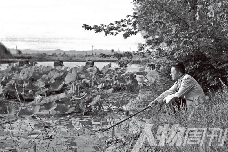 风中作者知乎,风中柳图片