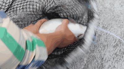 离沈阳45公里，竟隐藏着一种绝世美味！秒杀河豚大闸蟹！外地人都吃疯了，沈阳人还不知道！