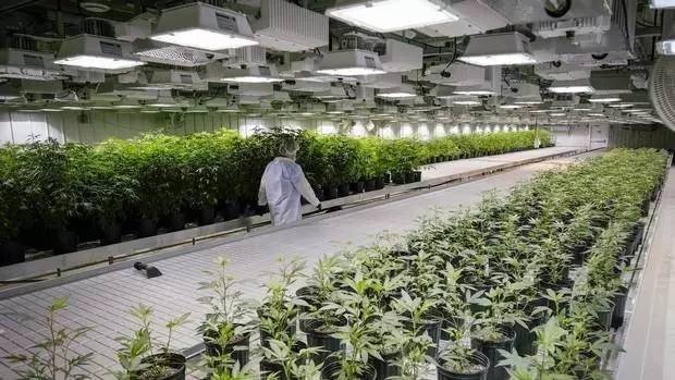 史上第一!加拿大推出买*麻大**专用APP!*麻大**是加国人民的真爱