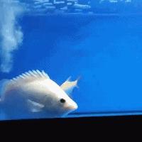 嘿，我养了一堆特殊鱼类，你要看看么？