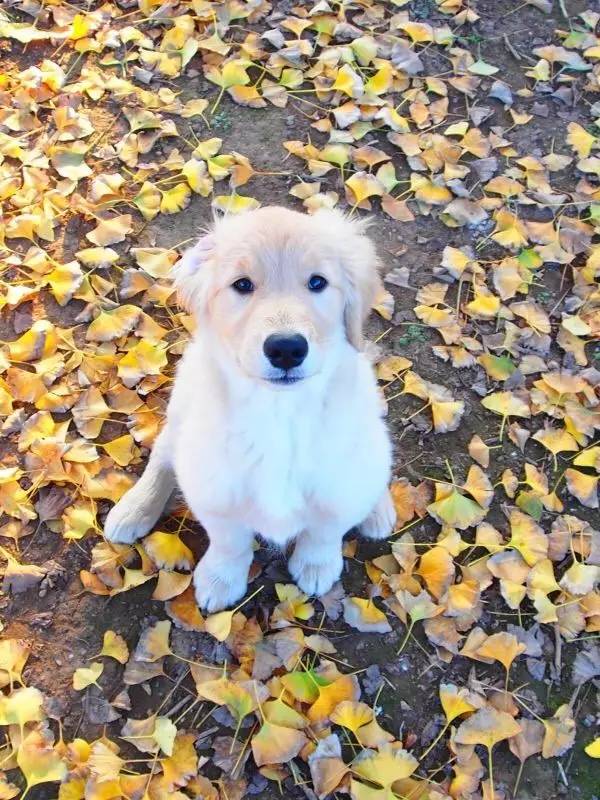 大金毛是真正的暖男,大金毛不愧是大暖男