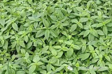 骄傲中国读完后的感悟,广西真的有这么牛吗