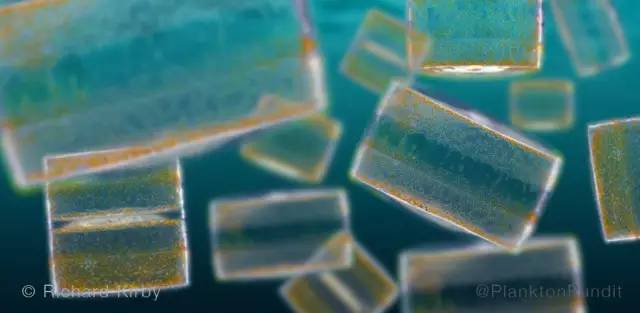 海洋最美的浮游生物图片,一滴水里的浮游世界