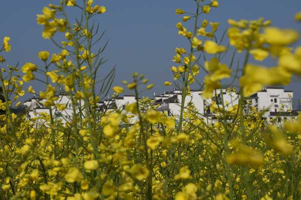 春天去婺源5天自驾游攻略,追随春的脚步