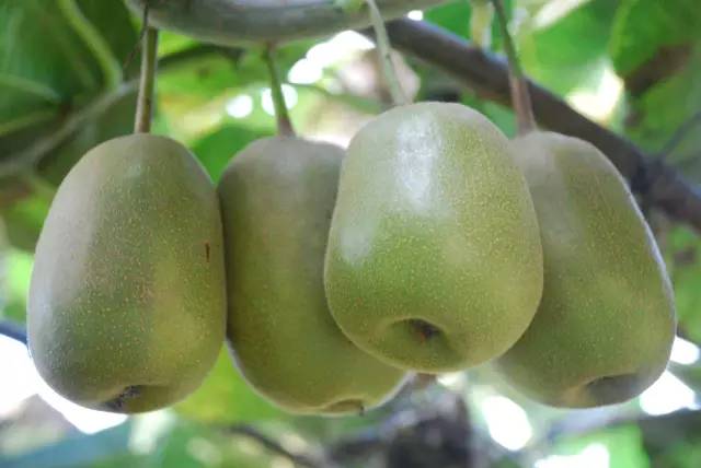 成都金堂猕猴桃,成都猕猴桃