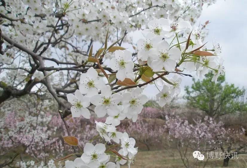 26个英文字母,带你绕着博野走一圈!