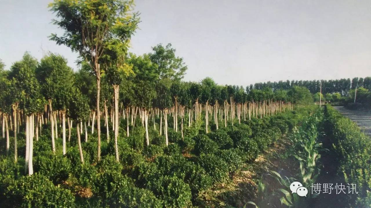 26个英文字母,带你绕着博野走一圈!