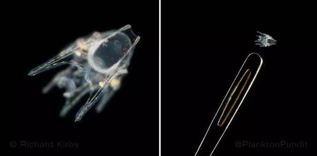 海洋最美的浮游生物图片,一滴水里的浮游世界