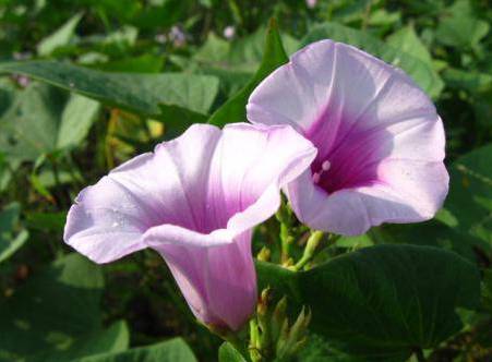 四川11批次肥料产品抽查不合格！川丰、施可夫、施可利、元丰、华超、粒多帮、华瑞特在列