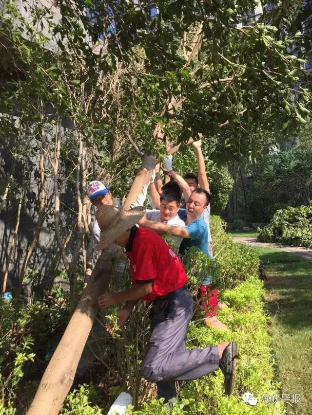 美爆了!台风过后,那些残根断枝竟然这么有用!赶紧学起来...