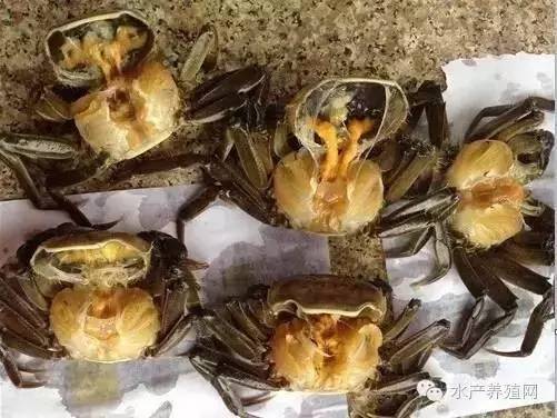 河蟹颤抖病综合预防措施,河蟹水瘪子什么原因形成