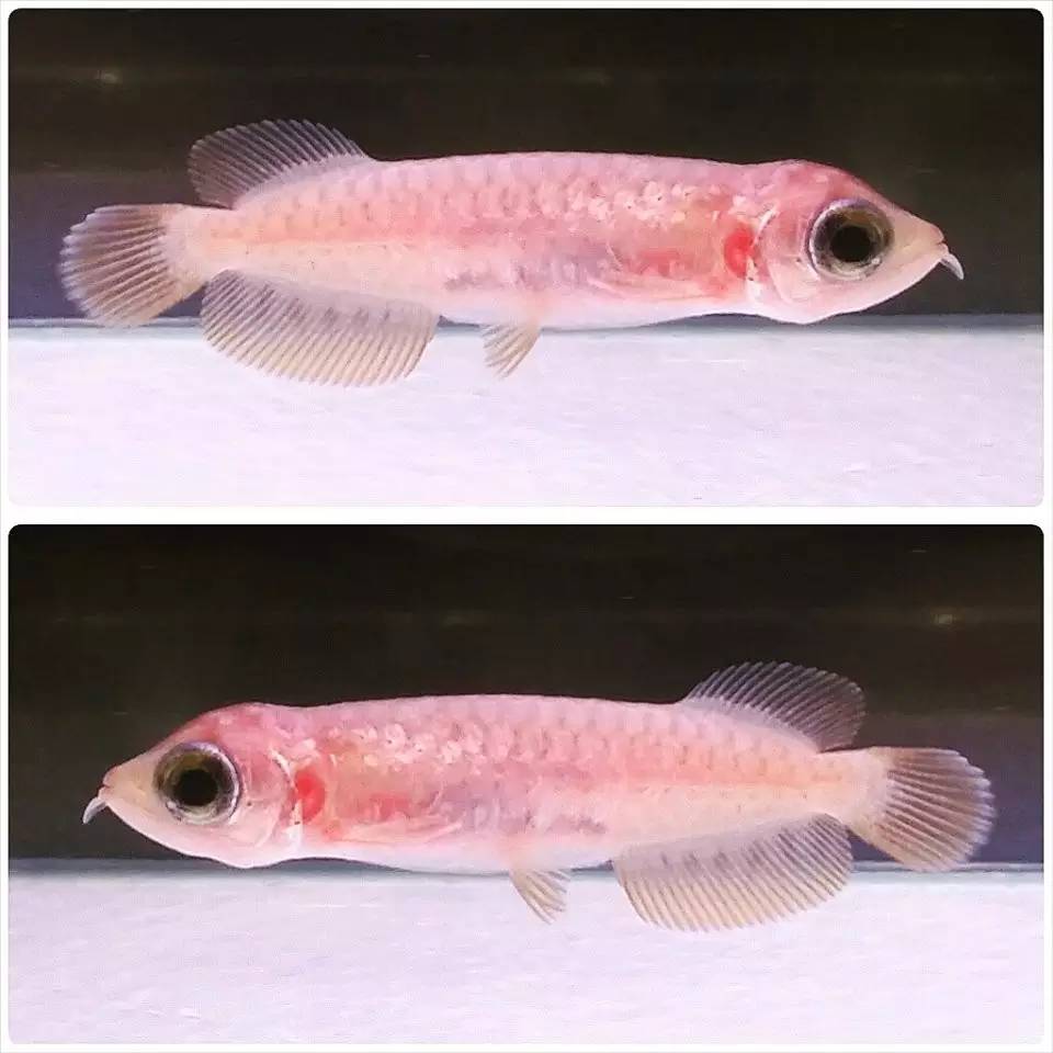 嘿，我养了一堆特殊鱼类，你要看看么？