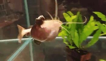 嘿，我养了一堆特殊鱼类，你要看看么？