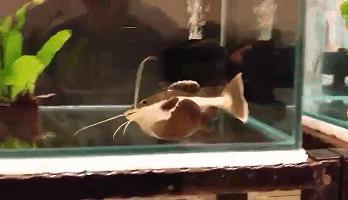 嘿，我养了一堆特殊鱼类，你要看看么？