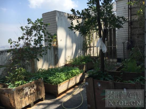 湘潭一小区被菜地包围臭气熏天,小区楼上住户养鸽子合法吗