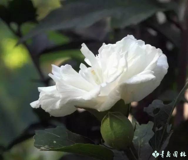 倔强的木槿花,温柔的木槿花