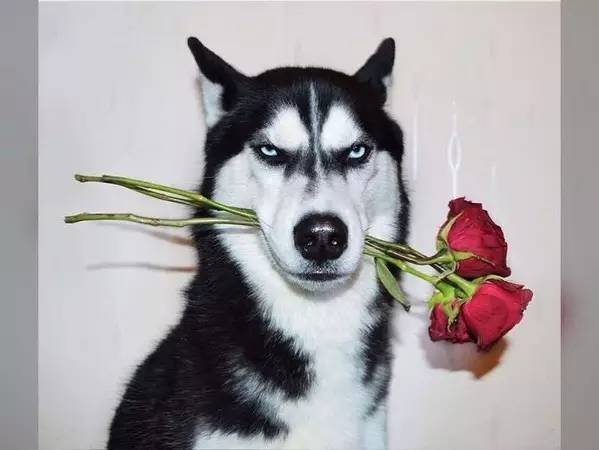 大金毛是真正的暖男,大金毛不愧是大暖男