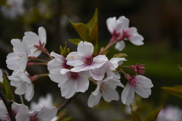 春天去婺源5天自驾游攻略,追随春的脚步