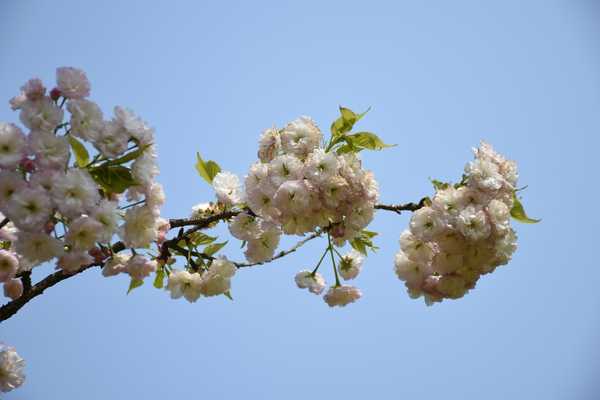 春天去婺源5天自驾游攻略,追随春的脚步