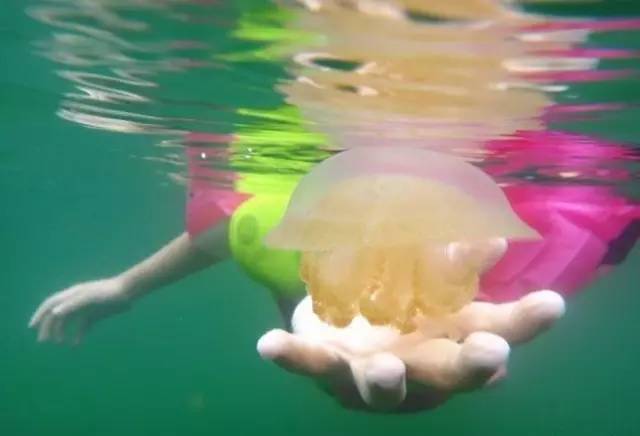 别去马代了，让我们到帕劳看看（帕劳旅游攻略）