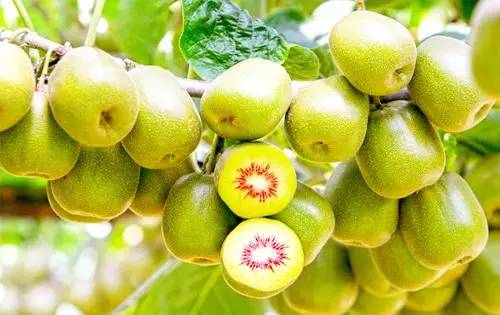 成都金堂猕猴桃,成都猕猴桃