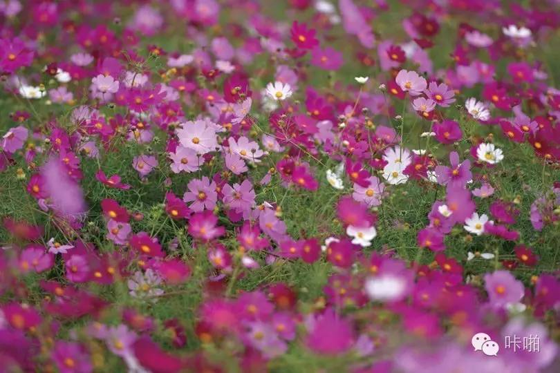 偏振镜滤镜教程,偏光镜滤镜的使用方法