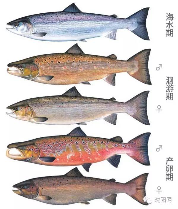 离沈阳45公里，竟隐藏着一种绝世美味！秒杀河豚大闸蟹！外地人都吃疯了，沈阳人还不知道！