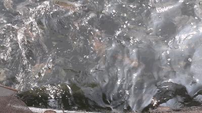 离沈阳45公里，竟隐藏着一种绝世美味！秒杀河豚大闸蟹！外地人都吃疯了，沈阳人还不知道！