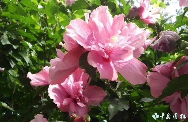 倔强的木槿花,温柔的木槿花