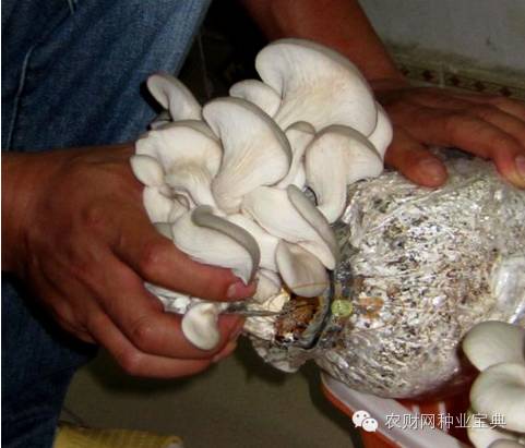 在家用水桶种菜小妙招,如何用水桶栽无土蔬菜