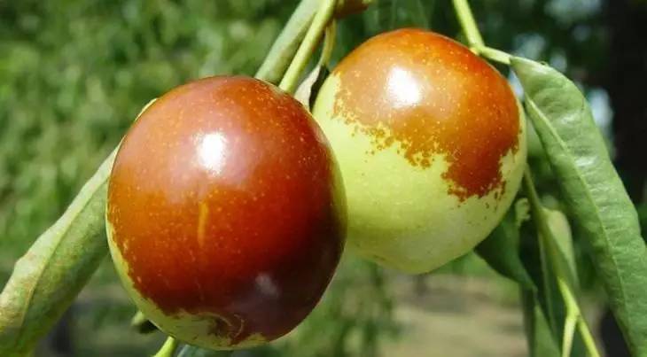 生活圈丨秋吃鲜枣好处多,但有五类人群不宜吃!