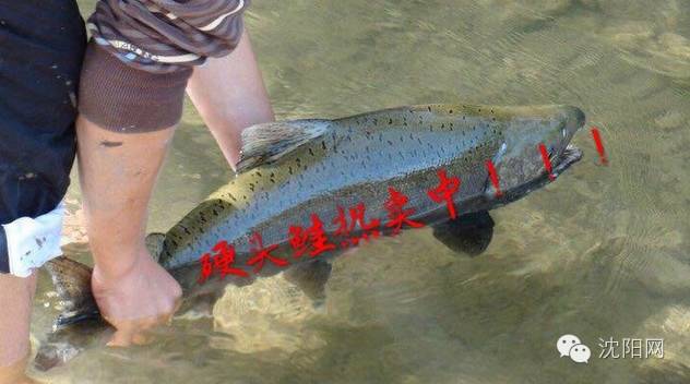 离沈阳45公里，竟隐藏着一种绝世美味！秒杀河豚大闸蟹！外地人都吃疯了，沈阳人还不知道！